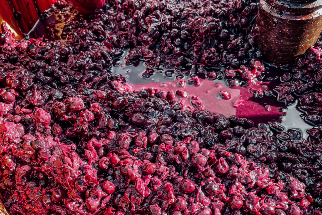 Barossa shiraz Grapes